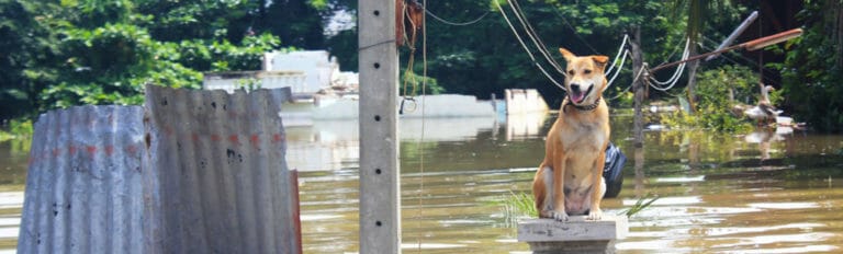 dog on pedastal in a flood