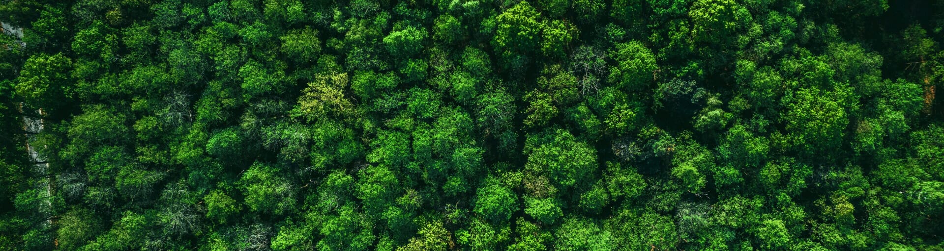 Aerial view of tainforest tree tops