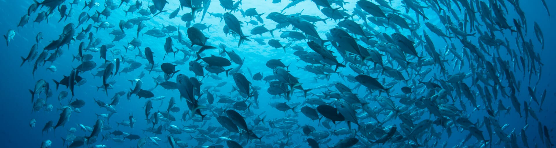 An image taken beneath a school of fish swimming in a circle. Sun coming from the ocean’s surface is visible through the crowd of fish.